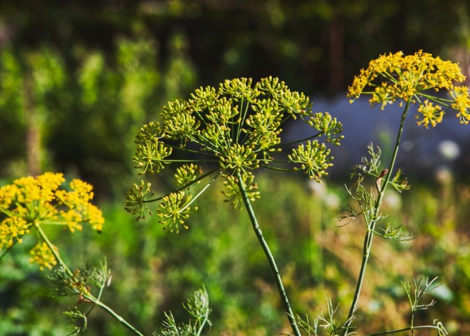 Sabiduría Andina Remedios Naturales para la Hipertensión